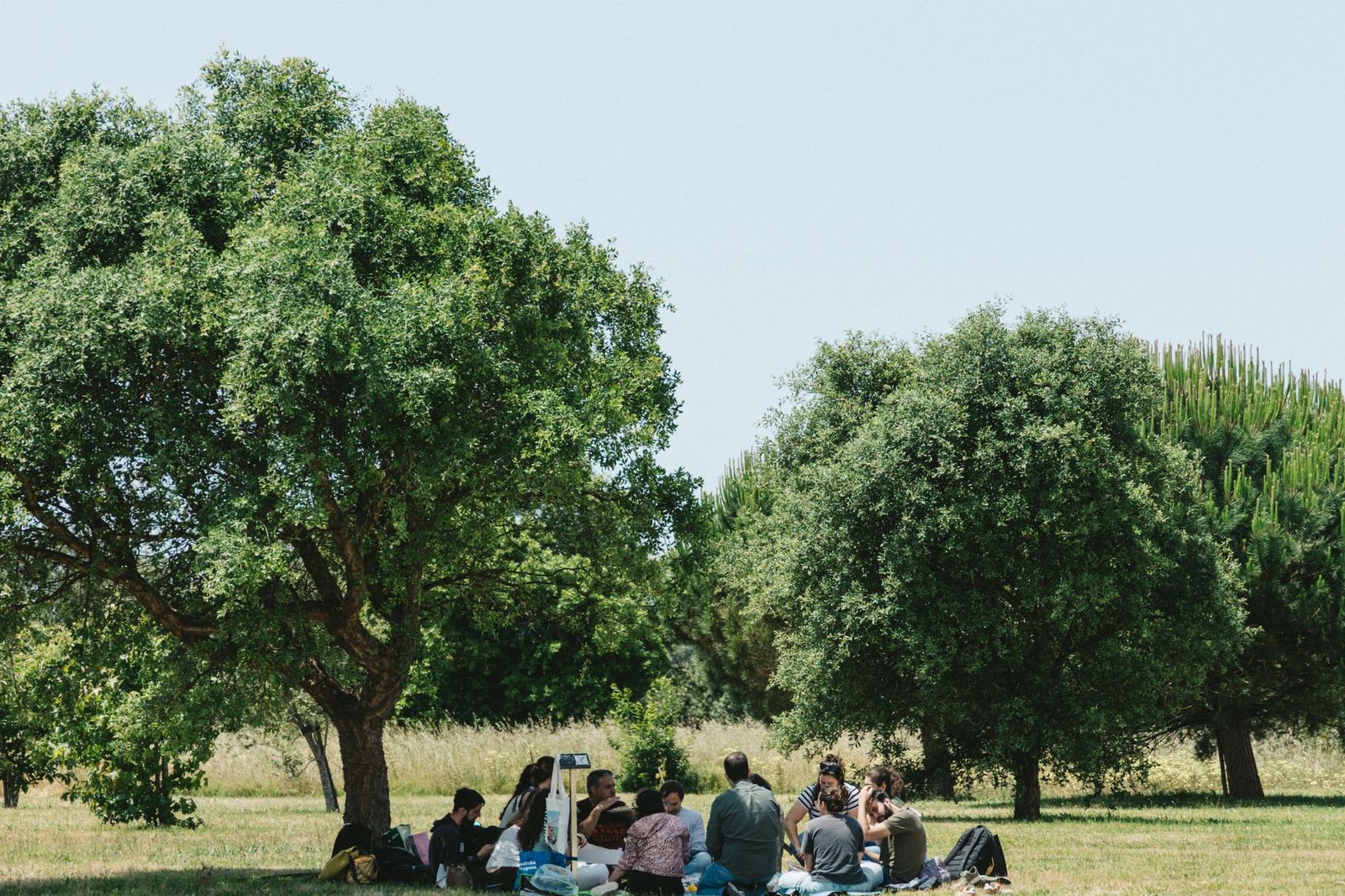 A small group of people sitting in a circle on the grass in a sunlit park, seen from a distance beneath two large trees